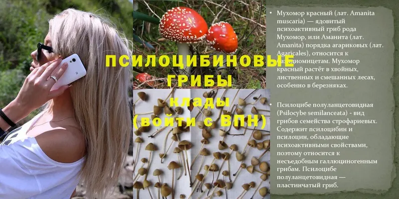 Псилоцибиновые грибы Psilocybe  Кировск 